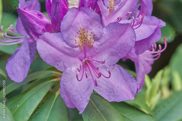 Obraz Fioletowy rododendron