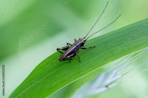 Fototapeta Grashüpfer 