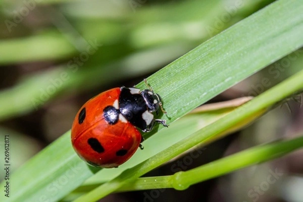 Obraz Herrgottkäfer