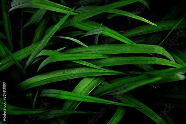 Fototapeta Grass with long leaves in a low key