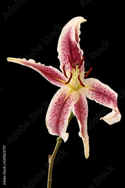 Fototapeta Lily against a black background