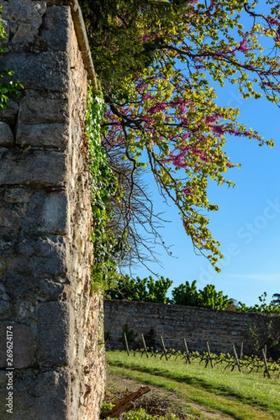 Fototapeta A blooming branch of red flowers on an old medieval french wall.Vineyards agriculture in spring. Blue sky. Art image. Toned image.