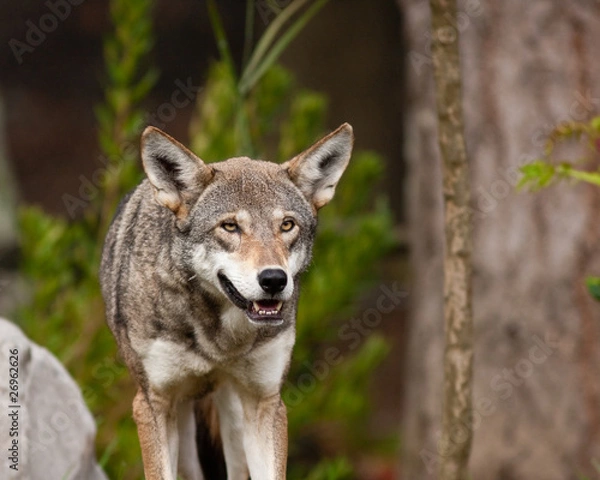 Obraz Red Wolf