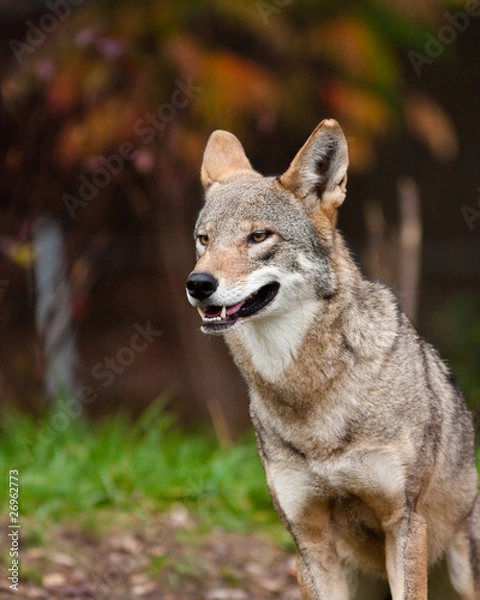 Obraz Red Wolf