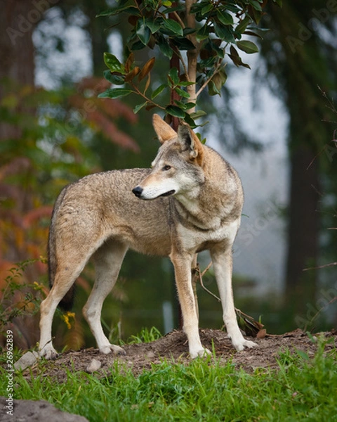 Obraz Red Wolf
