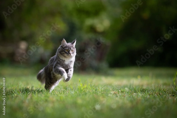 Fototapeta młody figlarny niebieski pręgowany kot maine coon biegający po trawniku na podwórku z pełną prędkością patrząc prosto przed siebie w słoneczny dzień