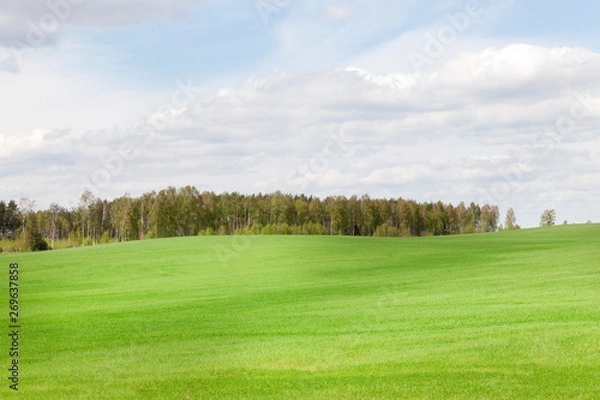 Obraz agricultural field