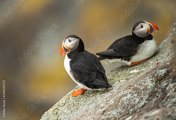 Fototapeta Puffin Pair