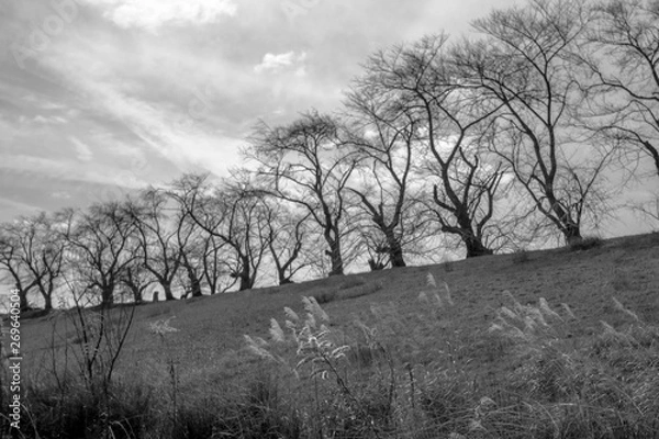 Obraz 大空と並木のある風景