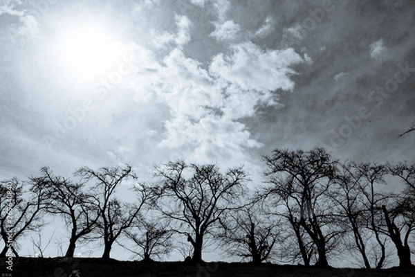 Obraz 大空と並木のある風景