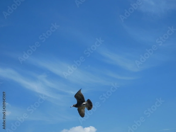Fototapeta bird in flight