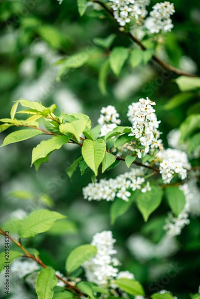 Fototapeta White bird cherry blooming in spring