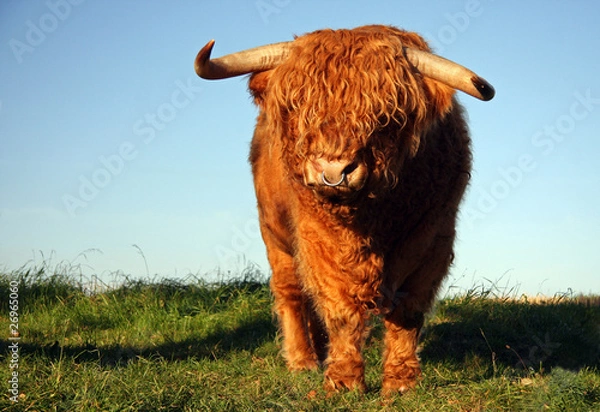 Obraz Schottisches Hochlandrind