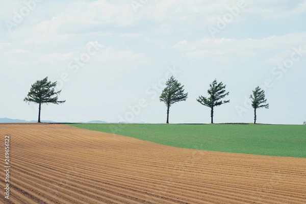 Fototapeta メルヘンの丘（めまんべつ）