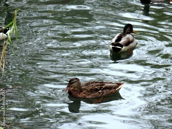 Fototapeta отдых