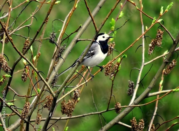 Fototapeta птица