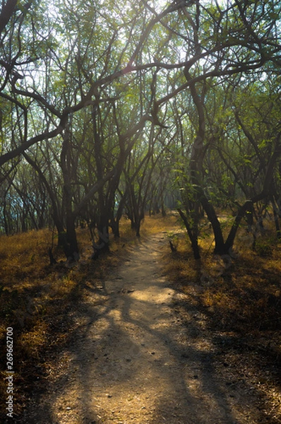 Obraz sunset in the forest
