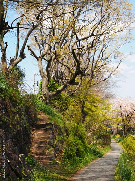 Fototapeta 別れ道