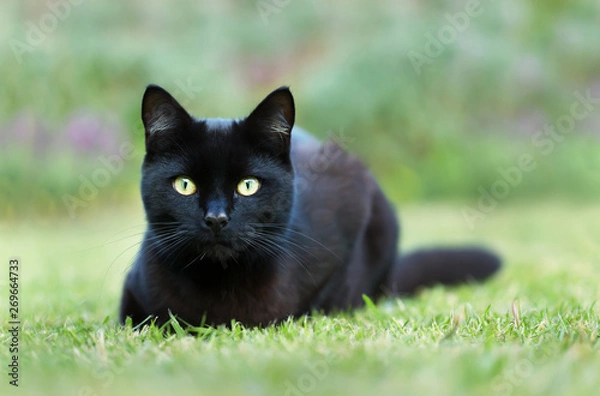 Fototapeta Close up of a black cat lying on grass in the garden