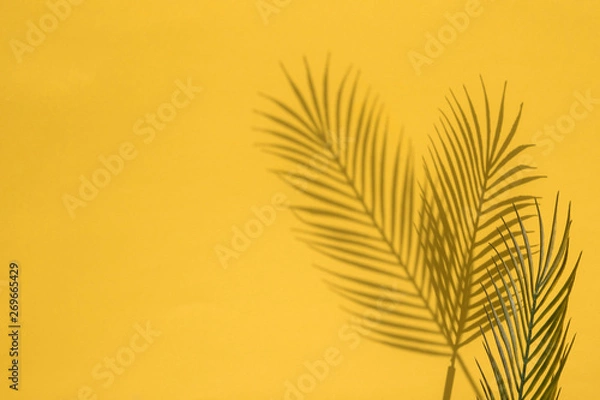 Fototapeta Tropical palm tree leaf shadow on a yellow background. Summertime layout