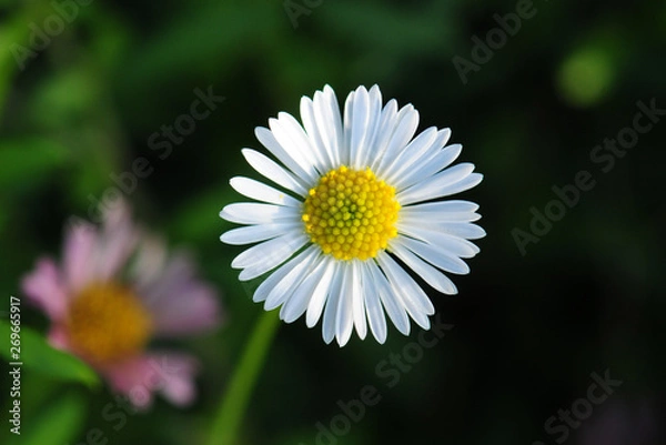 Obraz daisy in the grass