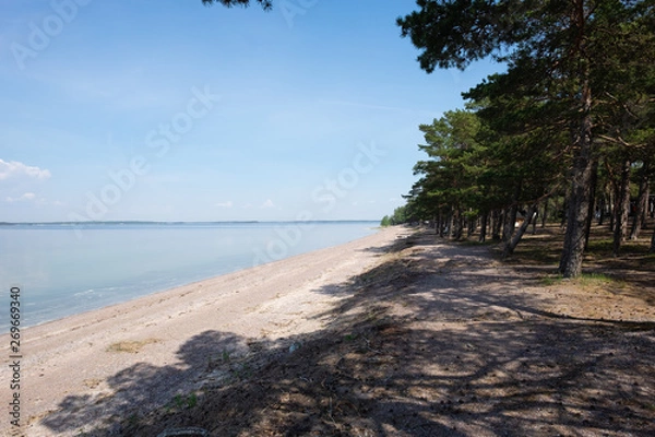Obraz tree on the beach