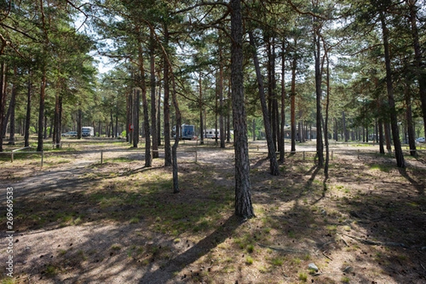 Fototapeta path in forest