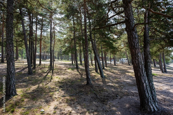 Fototapeta path in the forest