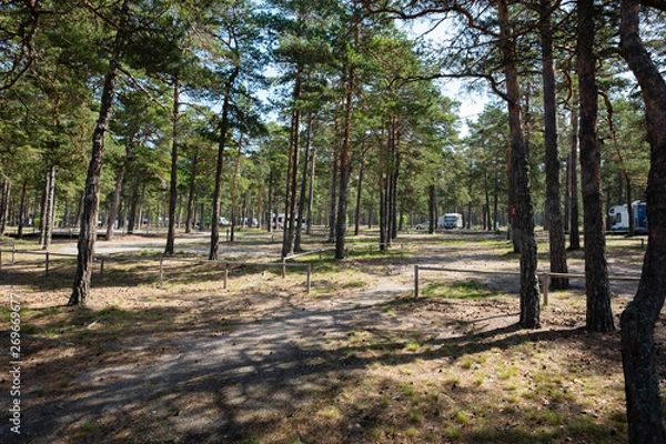 Fototapeta path in the forest