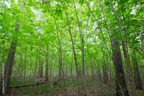 Fototapeta trees in the forest