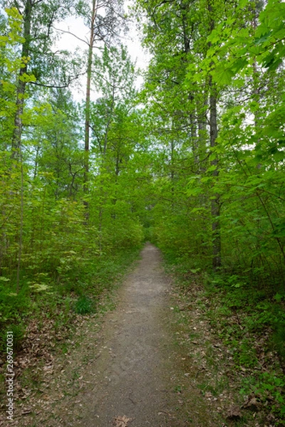 Fototapeta path in the forest