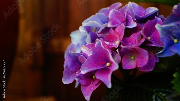 Obraz purble flower in a garden