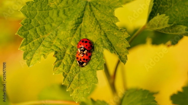 Obraz Love Ladybug
