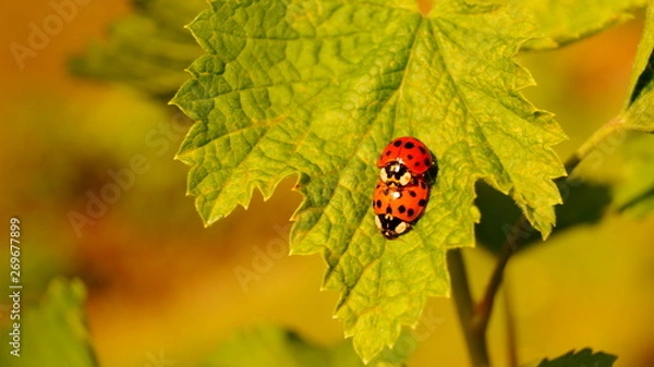 Obraz Love Ladybug
