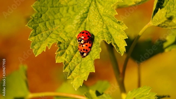 Obraz Love Ladybug