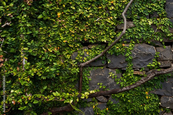 Obraz Green leaves texture on stone background