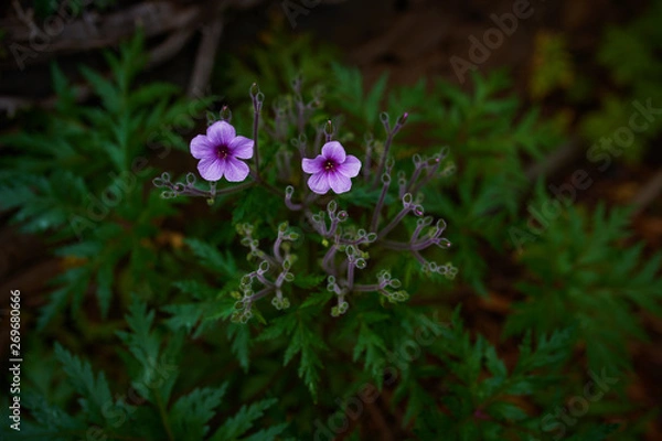 Obraz closeup of two purple flowers on green leaves background