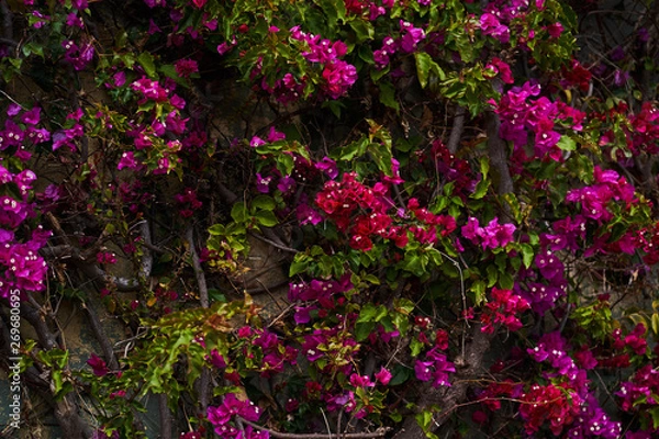 Obraz Red flowers with green leaves