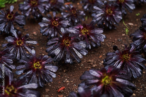 Obraz Dark colour flowers on ground
