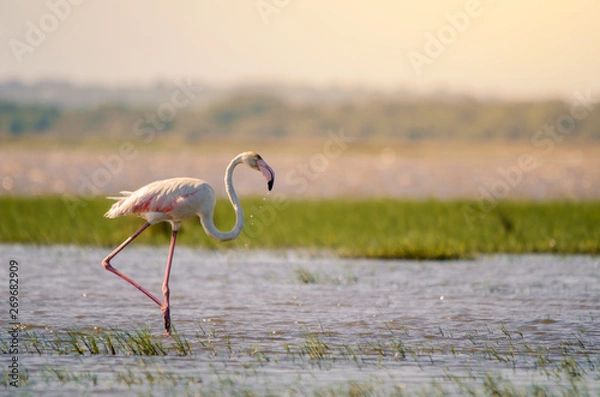 Fototapeta A greater flamingo (phoenicopterus roseus) perfectly posed standing upright in shallow waters in Isimangaliso Wetlands park, St. Lucia, South Africa.