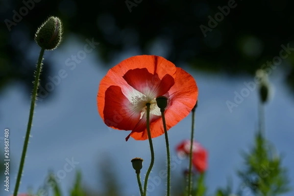 Obraz ポピー