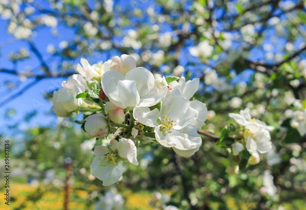 Obraz blooming apple tree in spring