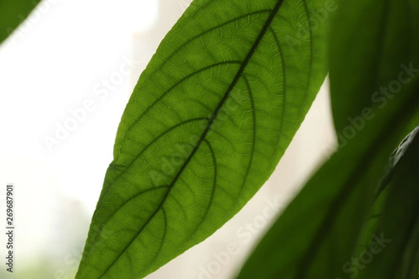 Obraz green leaf isolated on white background