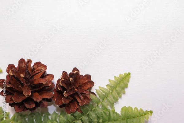 Obraz pine cone on white background