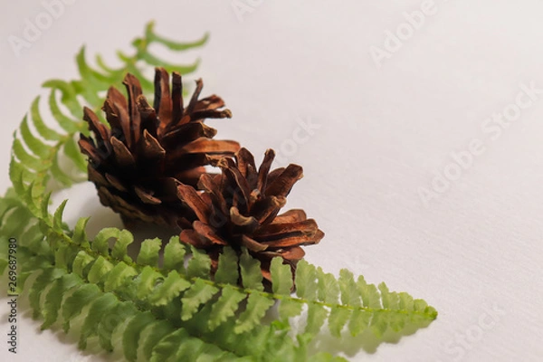Obraz pine cone on a branch