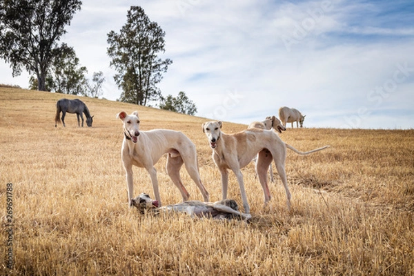 Fototapeta Perros de raza galgo jugando en el campo donde los caballos pastan