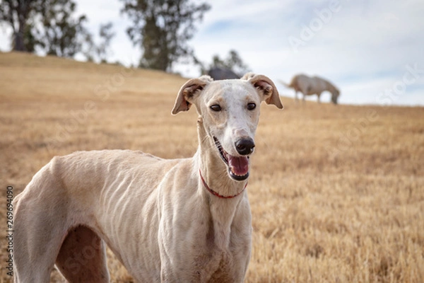 Fototapeta Primer plano perro de carreras. Perro de raza pura. Galgo español.
