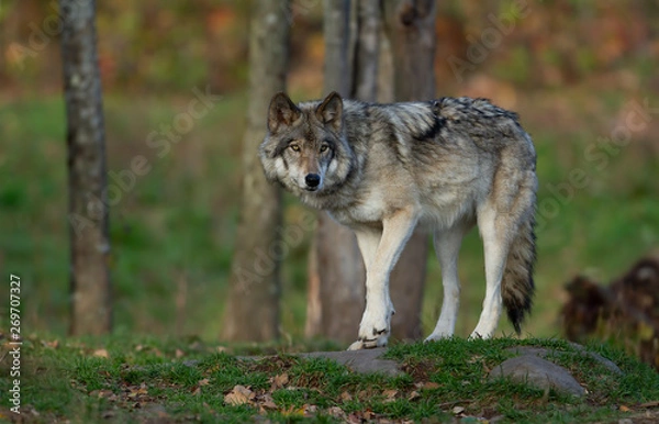 Obraz Samotny wilk leśny lub szary wilk Canis lupus na szczycie skały spogląda wstecz na jesienny dzień w Kanadzie
