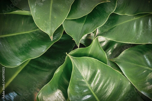 Fototapeta green leaves background