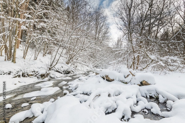 Fototapeta snow covered trees